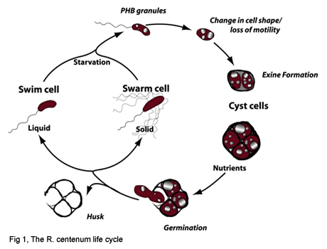 Fig 1, The R. centenum life cycle