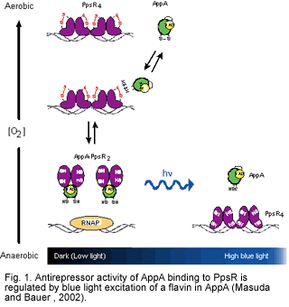 Fig. 1. Antirepressor activity of AppA binding to PpsR is regulated by blue light excitation of a flavin in AppA (Masuda and Bauer , 2002). 