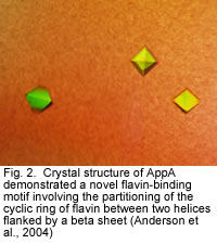 Fig. 2. Crystal structure of AppA demonstrated a novel flavin-binding motif involving the partitioning of the cyclic ring of flavin between two helices flanked by a beta sheet (Anderson et al., 2004)