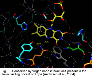 Fig. 3. Conserved hydrogen bond interactions present in the flavin binding pocket of AppA (Andersen et al., 2004) 