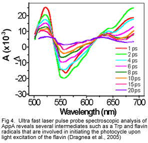 Fig 4. Ultra fast laser pulse probe spectroscopic analysis of AppA reveals several intermediates such as a Trp and flavin radicals that are involved in initiating the photocycle upon light excitation of the flavin (Dragnea et al., 2005) 