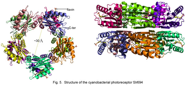 Fig. 5. Structure of the cyanobacterial photoreceptor Slr694