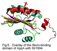 Fig 6. Overlay of the flavin-binding domain of AppA with Slr1694. 
