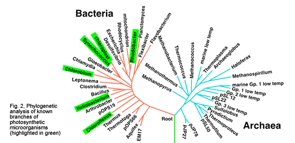 Fig. 2, Phylogenetic analysis of known branches of photosynthetic microorganisms (highlighted in green)