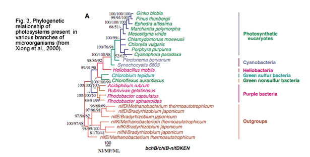 Fig. 3, Phylogenetic relationship of photosystems present  in various branches of microorganisms (from Xiong et al., 2000).  