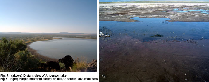 Fig. 7. Distant view of  Anderson Lake.  Fig 8. Purple bacterial bloom on the Anderson lake mud flats