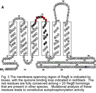 Fig. 3 The membrane-spanning region of RegB is indicated by boxes, with the quinone binding loop indicated in red/black.  The red residues are fully conserved among > 20 RegB homologs that are present in other species.   Mutational analysis of these residues leads to constitutive autophosphorylation activity.
