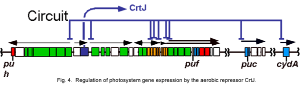 Fig. 4. Regulation of photosystem gene expression by the aerobic repressor CrtJ.