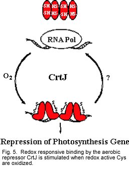 Fig. 5. Redox responsive binding by the aerobic repressor CrtJ is stimulated when redox active Cys are oxidized.