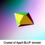 Crystal of AppA BLUF domain