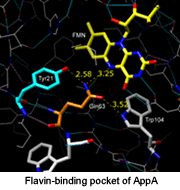 Flavin-binding pocket of AppA