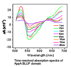 Time-resolved absorption spectra of AppA BLUF domain