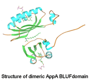 Structure of dimeric AppA BLUFdomain